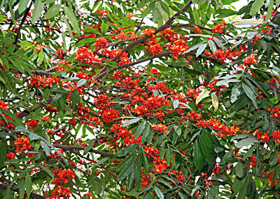 Description: Ashoka Tree, Indian Medicinal Plant