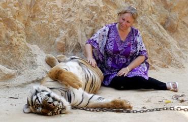 Description: A tourist pets a tiger at the Tiger Temple in Thailand on April 24.  >