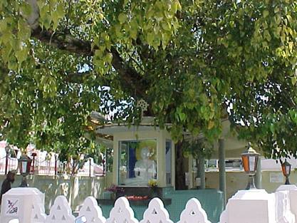 Description: Bodhi Tree in Bodhgaya, India - General view