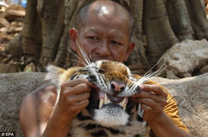 Cheeky: A Thai Buddhist monk plays with a hand-reared tiger at the Tiger Temple 