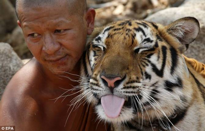 Content: The tigers are hand-reared by monks at the temple meaning they are more used to human contact 