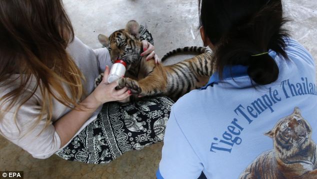 Conservation: The Tiger Temple is a tourist attraction and money is used to help care for the animals 