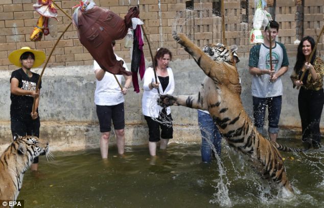Stand back: A Thai worker and tourists play with a tiger in the water at the Tiger Temple 