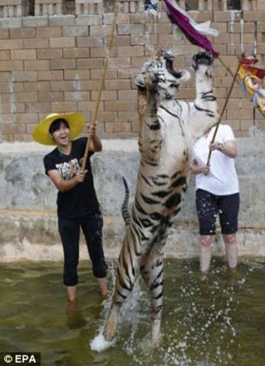 Splashing about: Temple workers play with the tigers in the water 