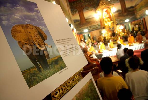 Monks pray for poached elephants call for end to ivory use