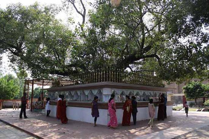 http://sarnathindia.com/wp-content/uploads/2012/03/bodhi-tree-sarnath.jpg