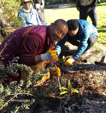 Description: Tibetan monk Geshe-la planting Blechnum nudum fern at Katoomba Cascades.