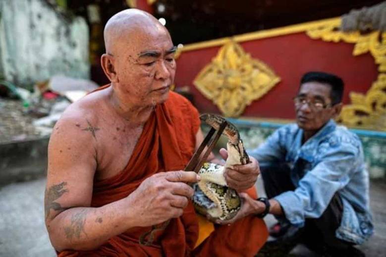 Buddhist monk Wilatha feeds a rescued Burmese python at his monastery that has turned into a snake sanctuary on the outskirts of Yangon, Myanmar.