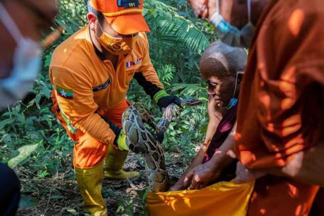A Buddhist monk and firefighters release Burmese pythons into the wild at a forest on the outskirts of Yangon, Myanmar.