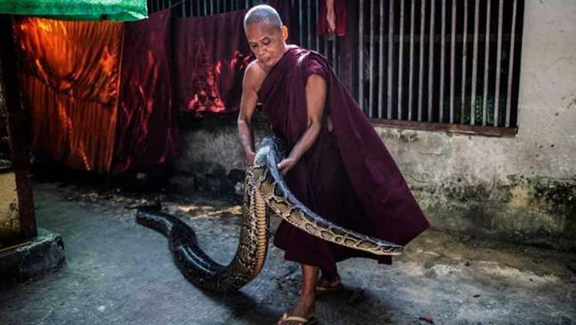 A Buddhist monk holds a Burmese python at a monastery that has turned into a snake sanctuary on the outskirts of Yangon, Myanmar.