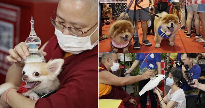 Jalan Besar temple holds animal blessing night for 2nd time on Vesak Day eve  - Mothership.SG - News from Singapore, Asia and around the world