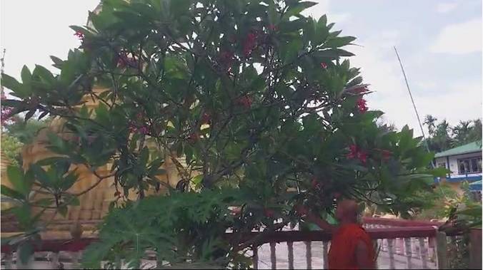 Buddhist monk creates lush garden at Margherita Buddha Vihar with thousands  of plant varieties